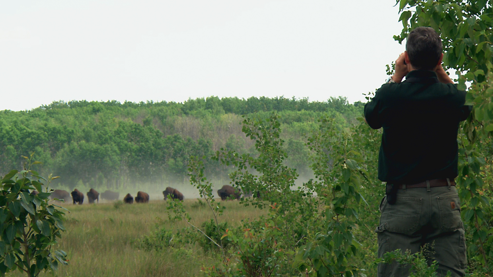 A Park for All Seasons - S3E4 - Wood Buffalo