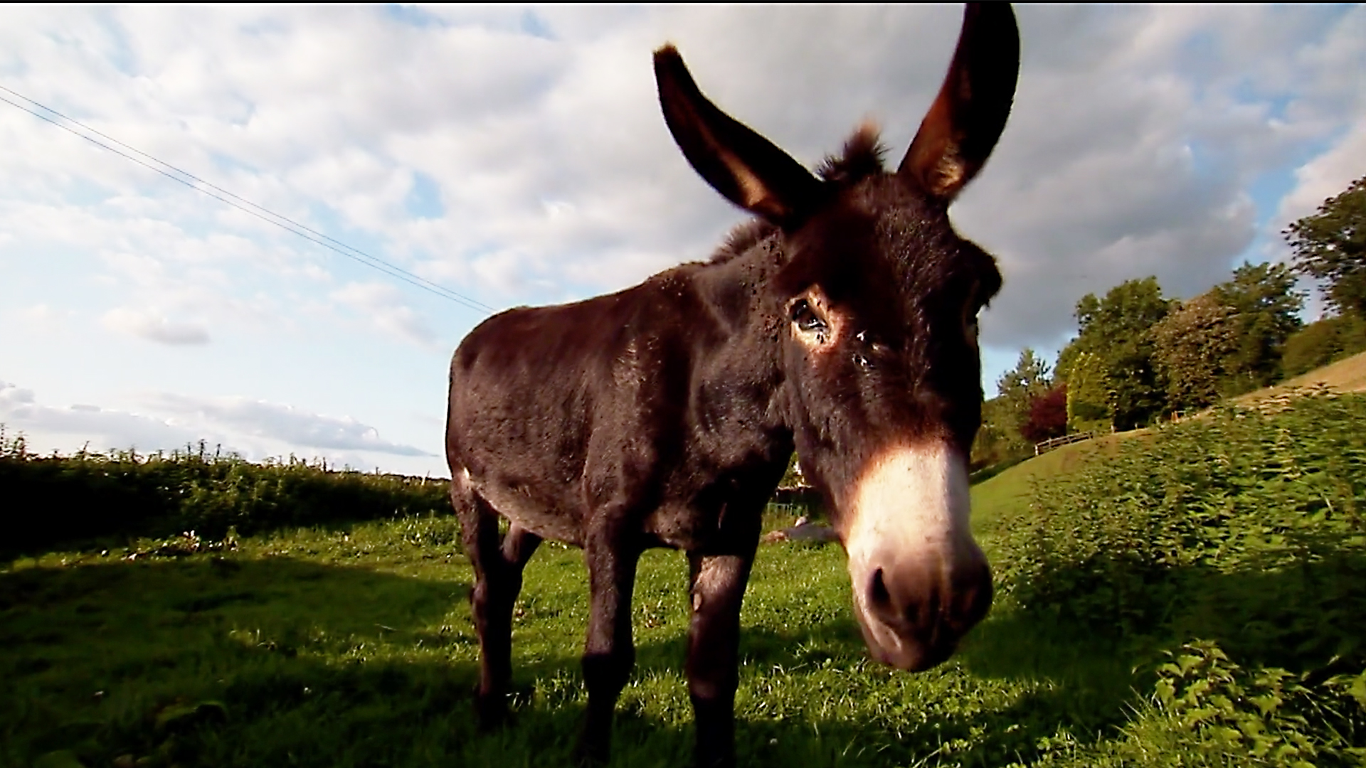 Animals at Work - S1E12 - Teddy Community Donkey