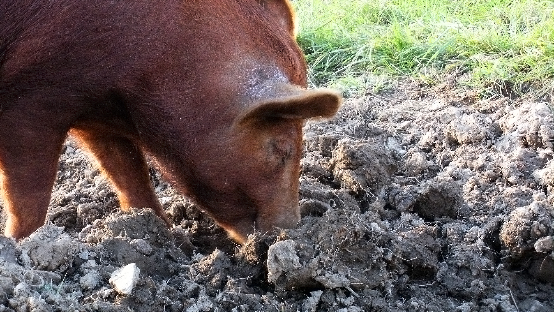 Animals at Work - S1E14 - Kitty Gardening Pig