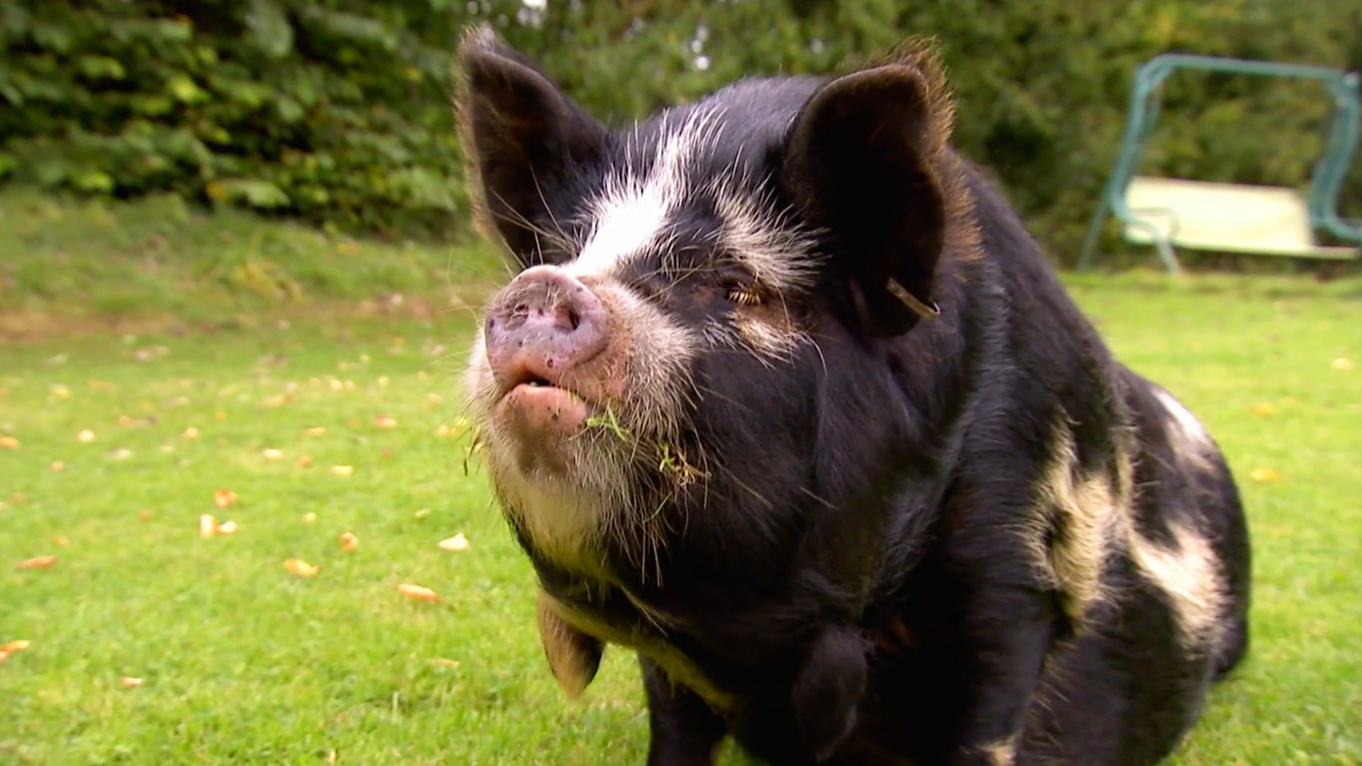 Animals at Work - S2E46 - Sue Pig Coach