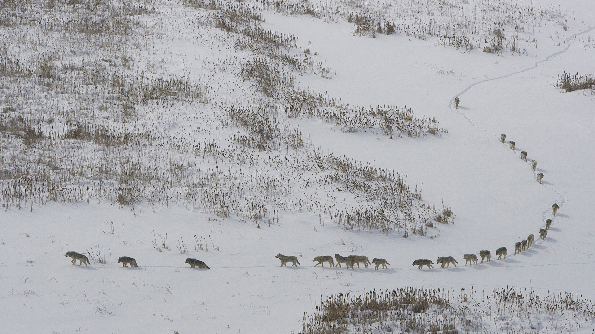 Frozen Planet - E1 - The Ends of the Earth