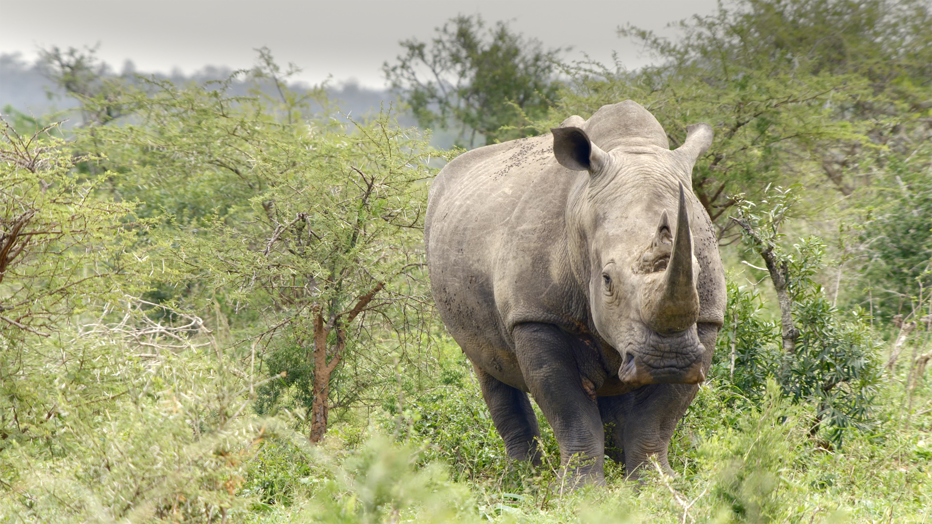 Great Parks of Africa - E11 - Hluhluwe-Imfolozi