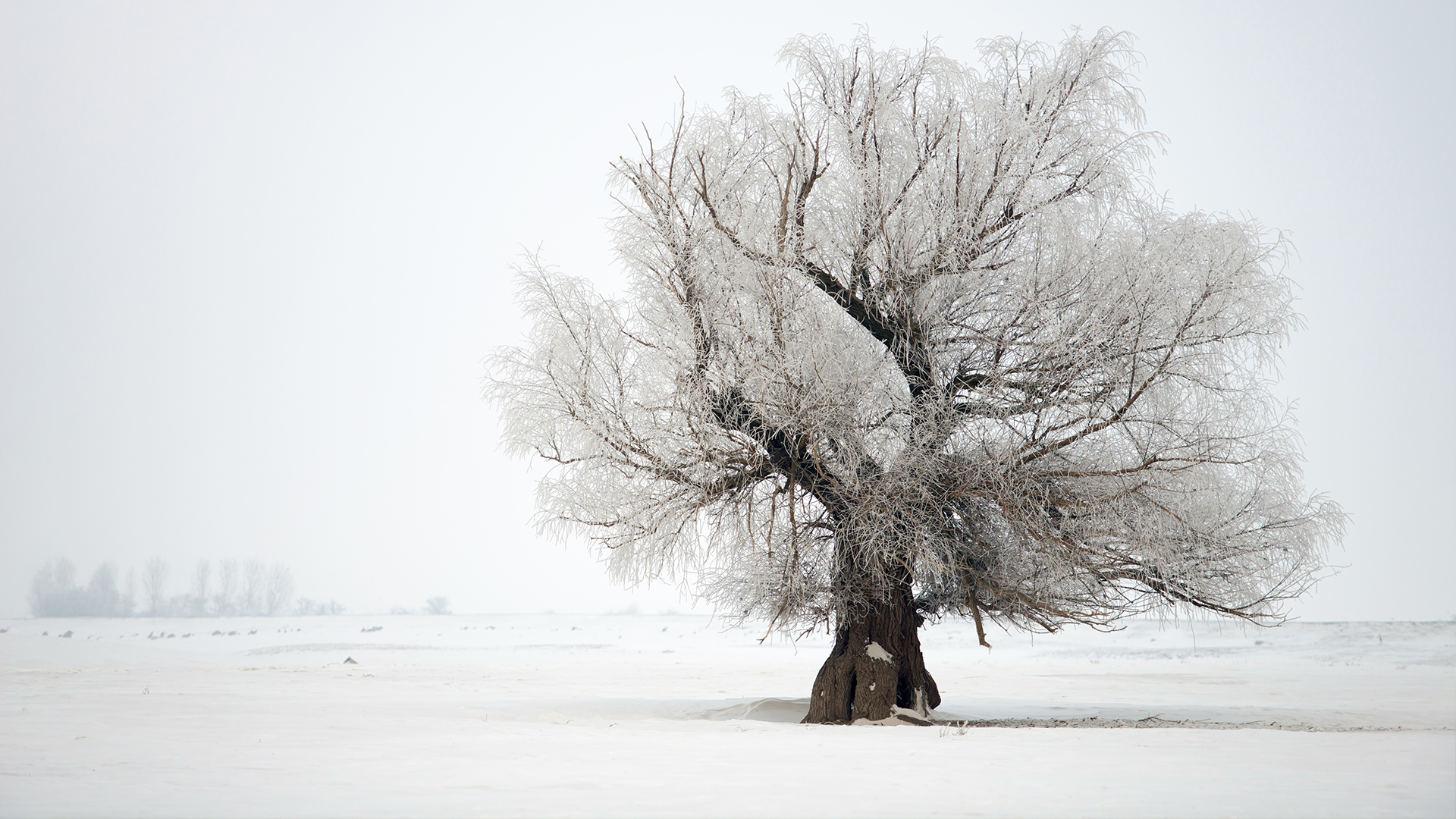 Oak Tree: Nature's Greatest Survivor - E1 - Oak Tree: Nature's Greatest ...