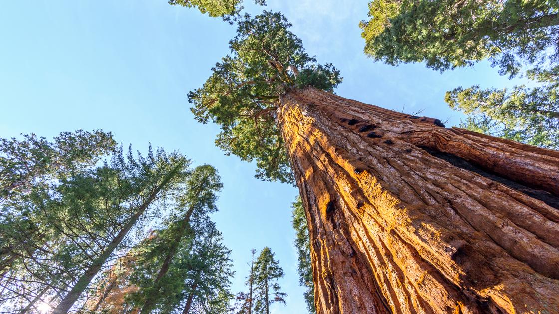 Redwoods: Anatomy of a Giant | Knowledge.ca